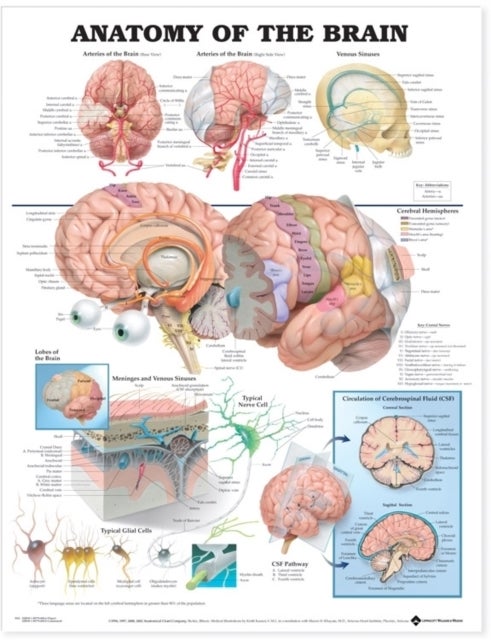 The Anatomy of the Brain