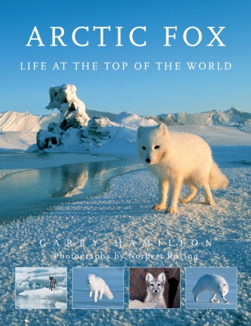Arctic Fox - Life at the Top of the World