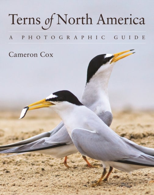 Terns of North America - A Photographic Guide