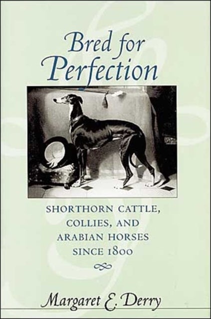 Bred for Perfection - Shorthorn Cattle, Collies, and Arabian Horses since 1800