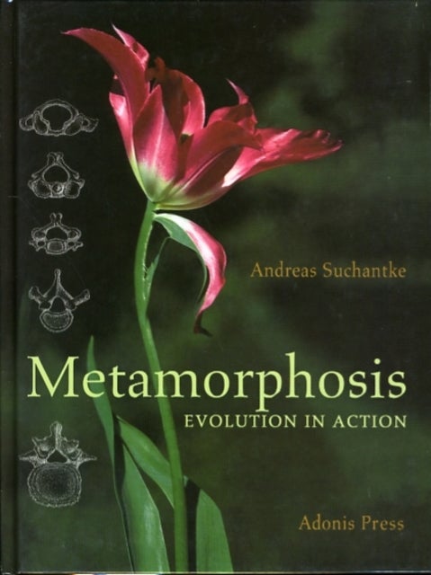 Metamorphosis - Evolution in Action