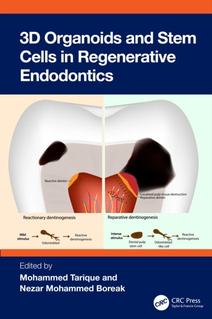 3D Organoids and Stem Cells in Regenerative Endodontics
