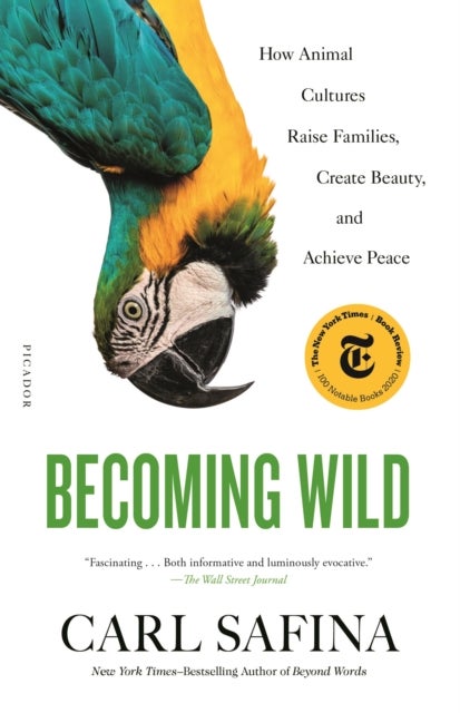 Becoming Wild - How Animal Cultures Raise Families, Create Beauty, and Achieve Peace