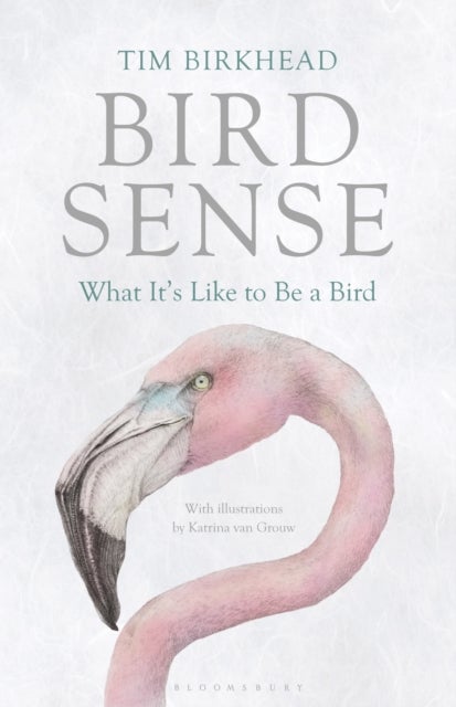Bird Sense - What It's Like to Be a Bird