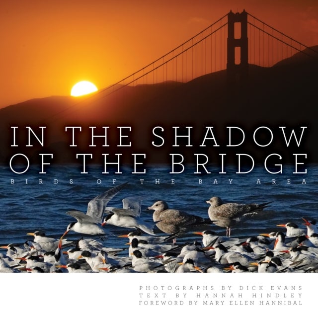 In the Shadow of the Bridge - Birds of the Bay Area