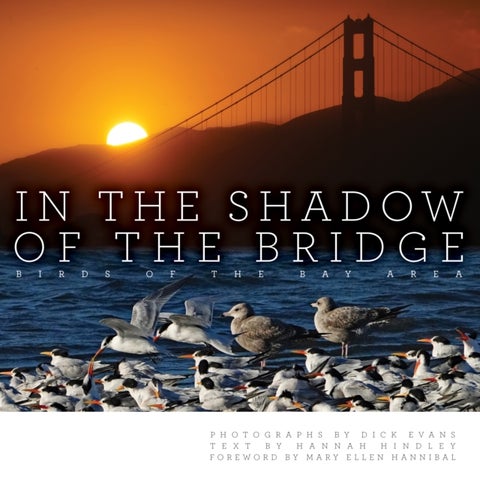 In the Shadow of the Bridge - Birds of the Bay Area