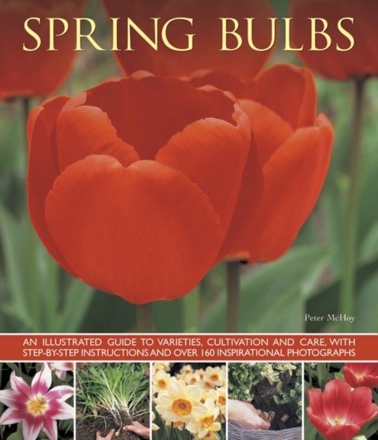 Spring Bulbs