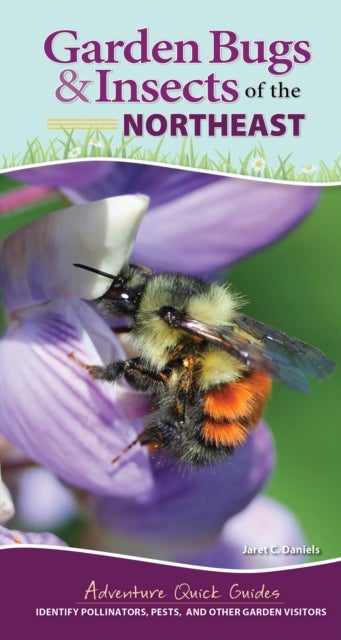 Garden Bugs & Insects of the Northeast - Identify Pollinators, Pests, and Other Garden Visitors