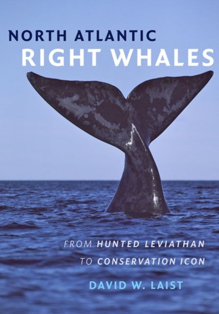 North Atlantic Right Whales - From Hunted Leviathan to Conservation Icon