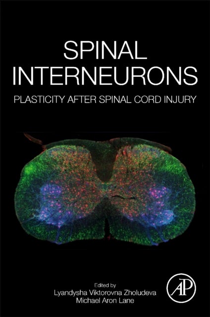 Spinal Interneurons - Plasticity after Spinal Cord Injury
