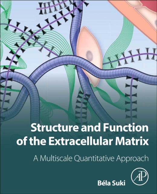 Structure and Function of the Extracellular Matrix - A Multiscale Quantitative Approach