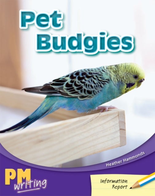 Pet Budgies