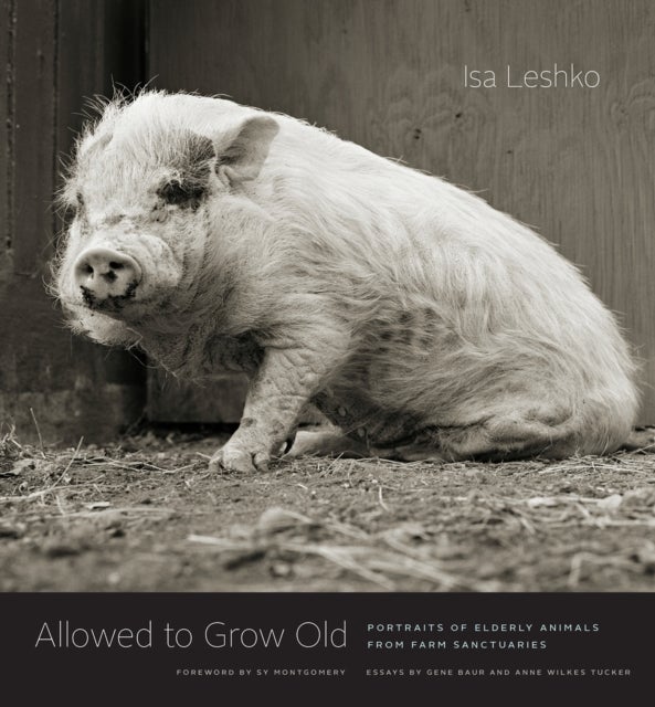 Allowed to Grow Old - Portraits of Elderly Animals from Farm Sanctuaries