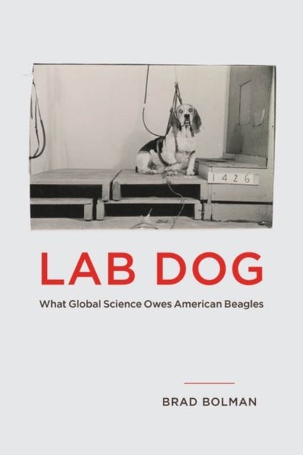 Lab Dog - What Global Science Owes American Beagles