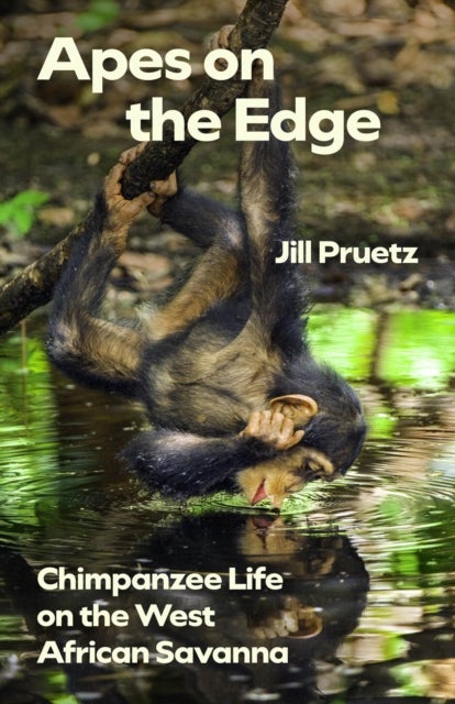 Apes on the Edge - Chimpanzee Life on the West African Savanna