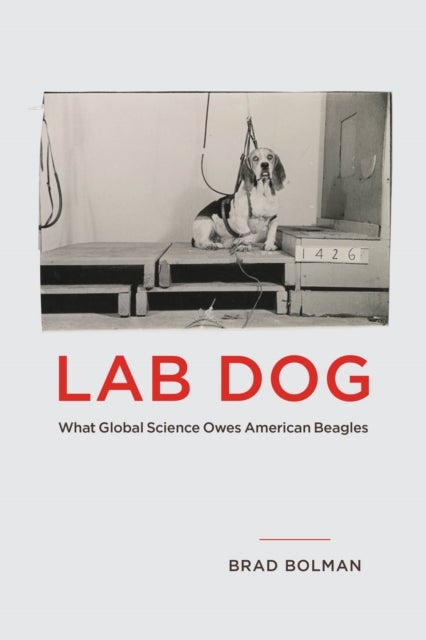Lab Dog - What Global Science Owes American Beagles