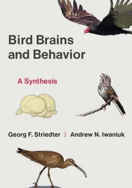 Bird Brains and Behavior - A Synthesis