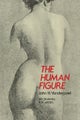 The Human Figure