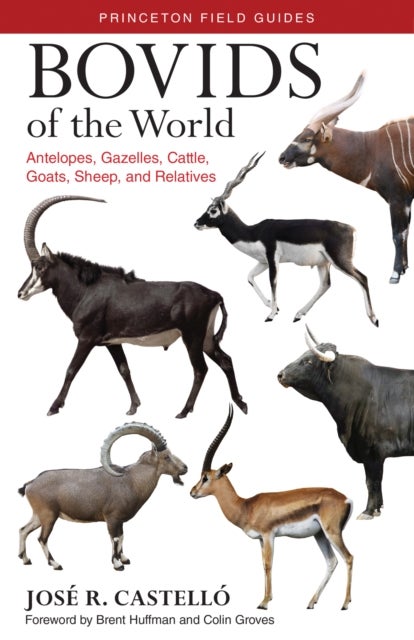 Bovids of the World - Antelopes, Gazelles, Cattle, Goats, Sheep, and Relatives