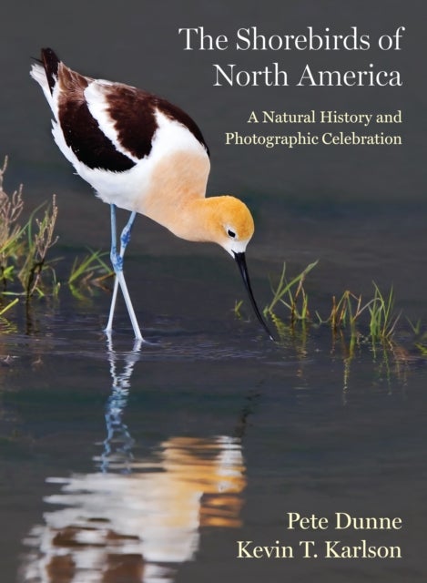 The Shorebirds of North America - A Natural History and Photographic Celebration
