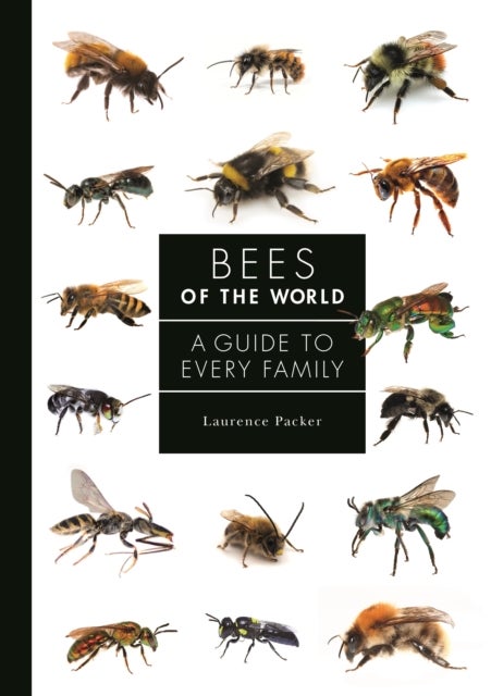 Bees of the World - A Guide to Every Family
