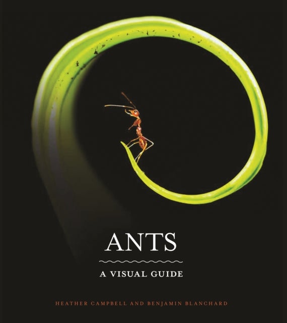 Ants - A Visual Guide