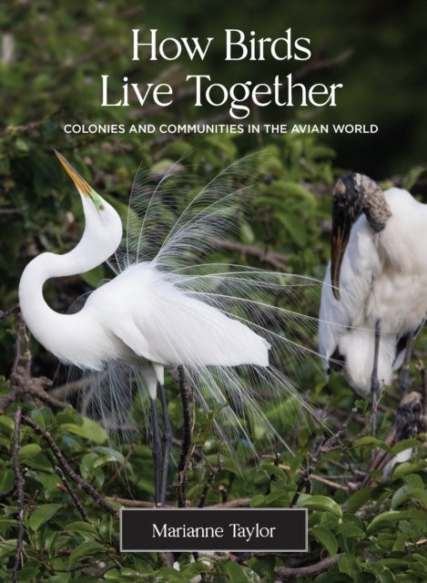 How Birds Live Together - Colonies and Communities in the Avian World
