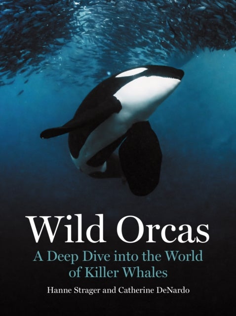 Wild Orcas - A Deep Dive into the World of Killer Whales