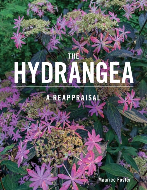 The Hydrangea - A Reappraisal
