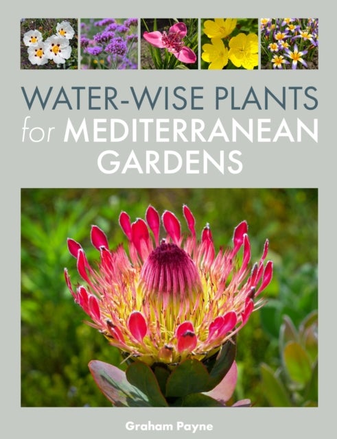 Water-Wise Plants for Mediterranean Gardens