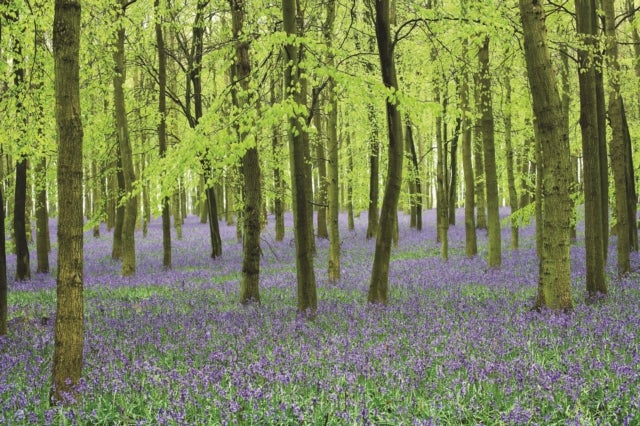 Memo Block - Bluebells - High-quality block of notepapers in a presentation cube box with built-in drawer