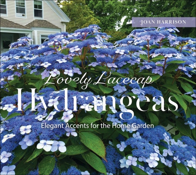 Lovely Lacecap Hydrangeas - Elegant Accents for the Home Garden