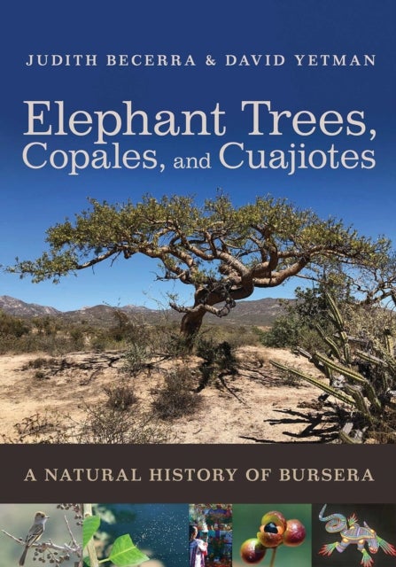 Elephant Trees, Copales, and Cuajiotes - A Natural History of Bursera