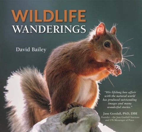 Wildlife Wanderings
