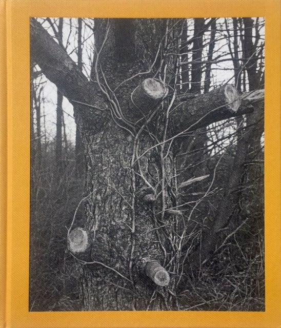 Tim Carpenter - Christmas Day, Bucks Pond Road