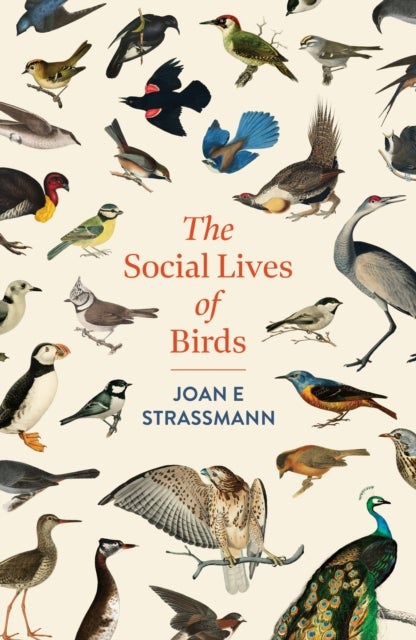 The Social Lives of Birds - a must-read for bird and nature lovers