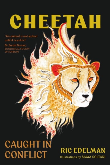 Cheetah - Caught in conflict