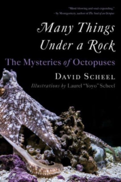 Many Things Under a Rock - The Mysteries of Octopuses - The Mysteries of Octopuses