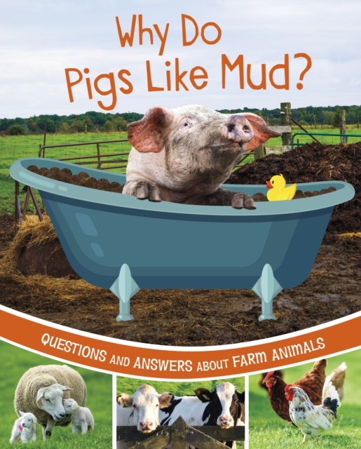 Why Do Pigs Like Mud?