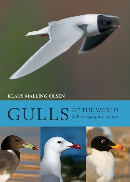 Gulls of the World - A Photographic Guide