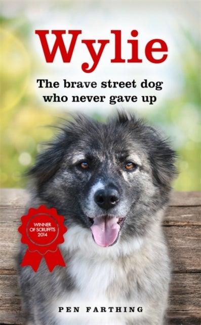 Wylie - The Brave Street Dog Who Never Gave Up