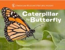 Caterpillar to Butterfly