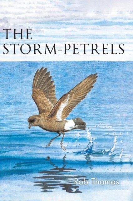The Storm-petrels