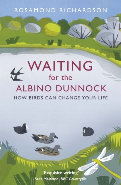 Waiting for the Albino Dunnock - How birds can change your life
