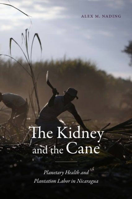 The Kidney and the Cane - Planetary Health and Plantation Labor in Nicaragua