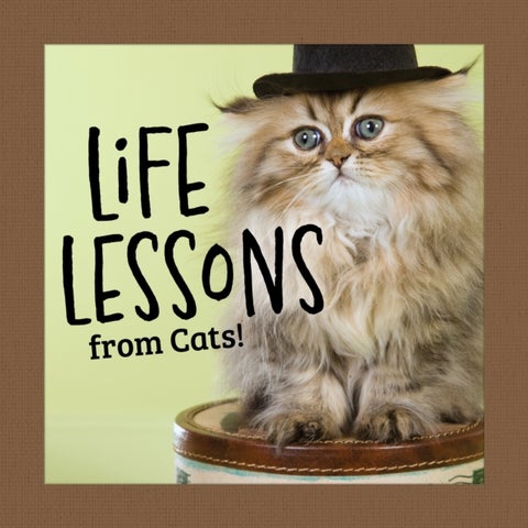 Life Lessons from Cats