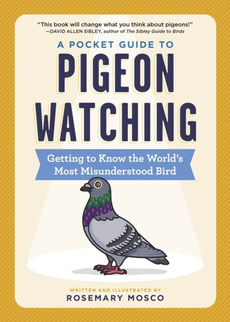 A Pocket Guide to Pigeon Watching - Getting to Know the World's Most Misunderstood Bird