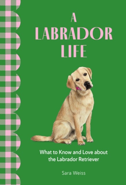 A Labrador Life - What to Know and Love About the Labrador Retriever