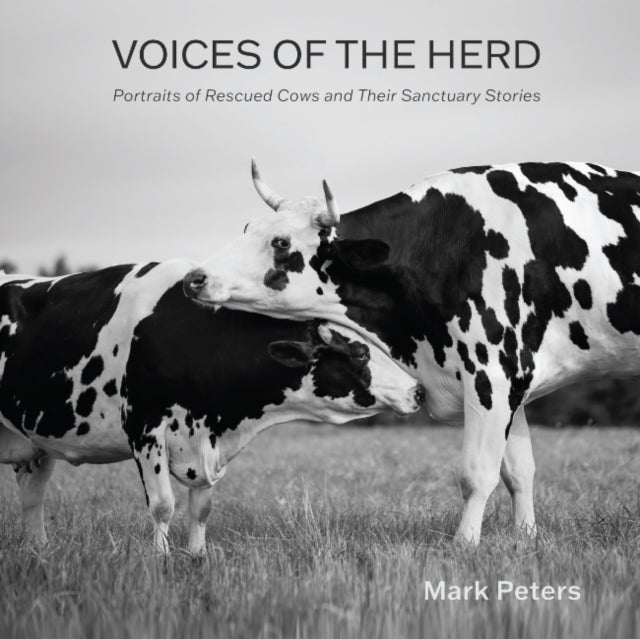 Voices of the Herd - Portraits of Rescued Cows and Their Sanctuary Stories