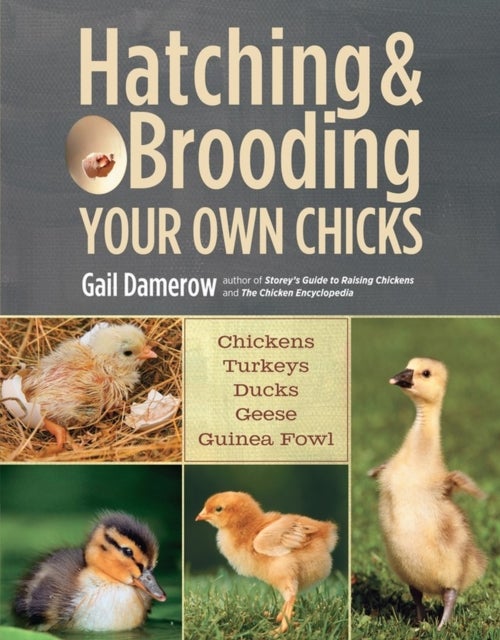 Hatching & Brooding Your Own Chicks - Chickens, Turkeys, Ducks, Geese, Guinea Fowl